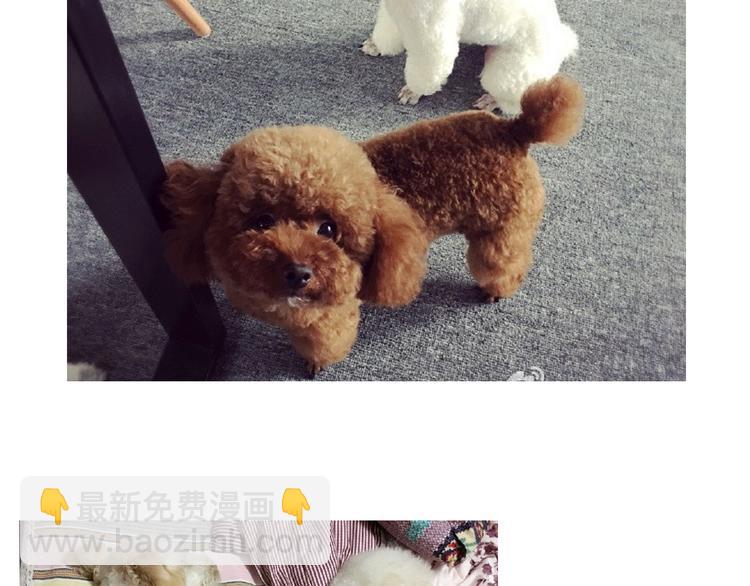 番外 萌萌三小只的日常37
