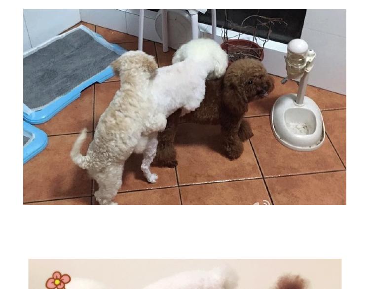 番外 萌萌三小只的日常30