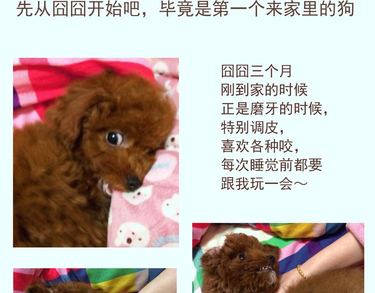 番外 萌萌三小只的日常1