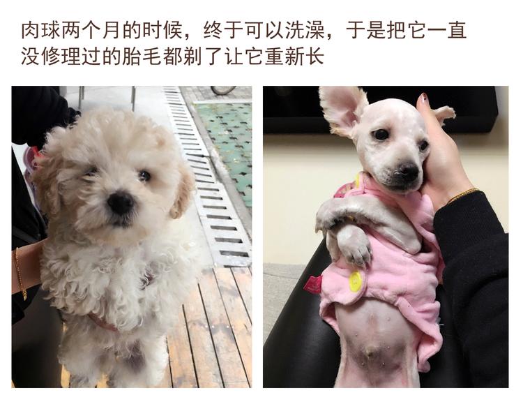 番外 萌萌三小只的日常26