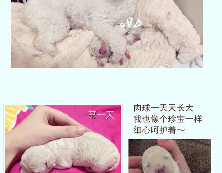 番外 萌萌三小只的日常22