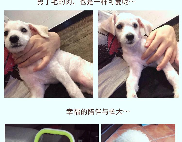 番外 萌萌三小只的日常12