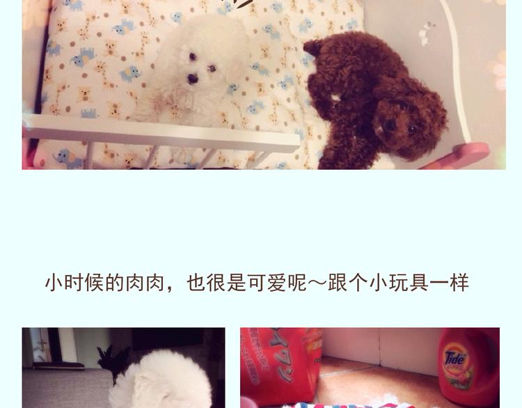 番外 萌萌三小只的日常6
