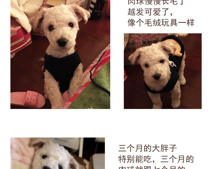 番外 萌萌三小只的日常28
