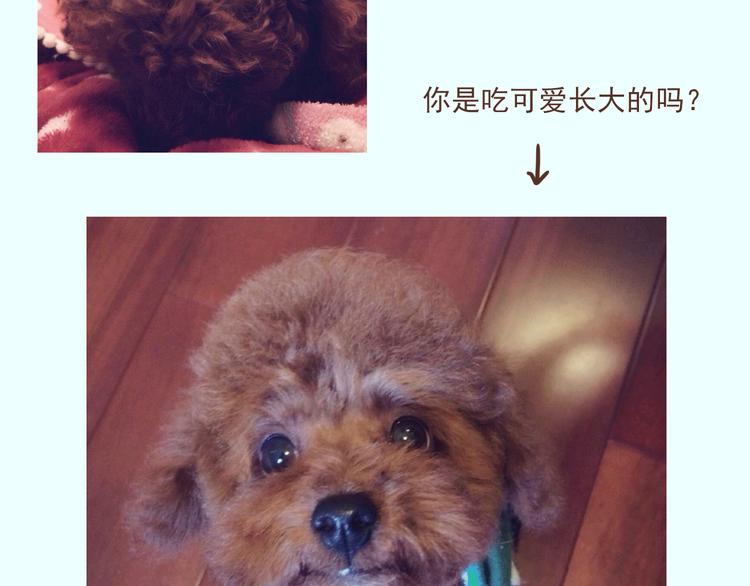 番外 萌萌三小只的日常3