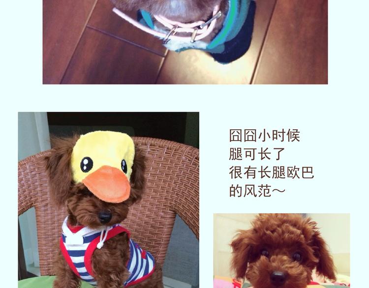 番外 萌萌三小只的日常4