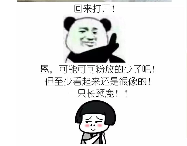 动物蛋糕卷41