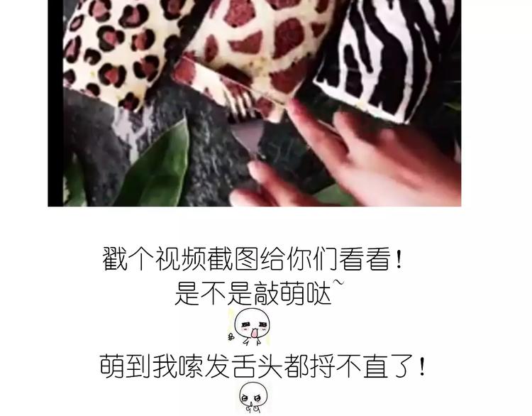 动物蛋糕卷1