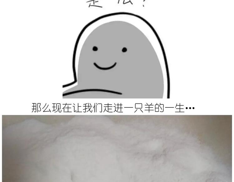 小绵羊面包2