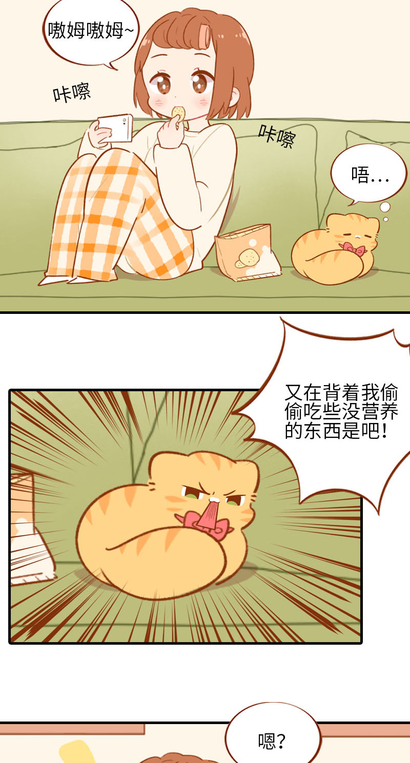 第53话 猫咪翻译机4
