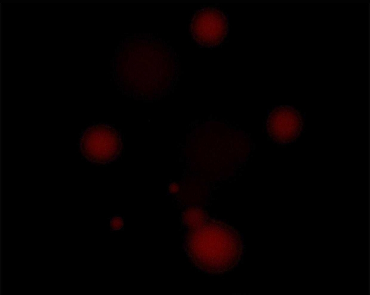第68话0