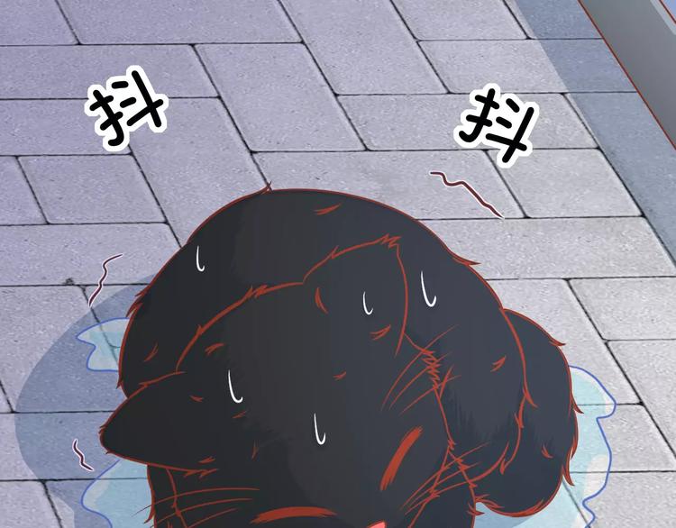 第13话 流浪猫72