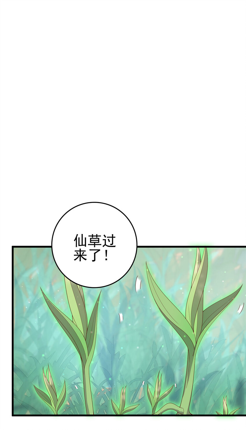 051 赤焰红槿1
