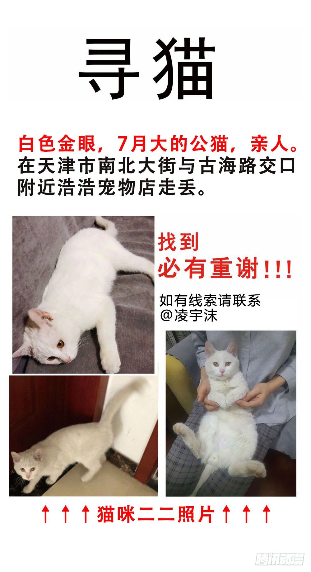 寻猫啓示1