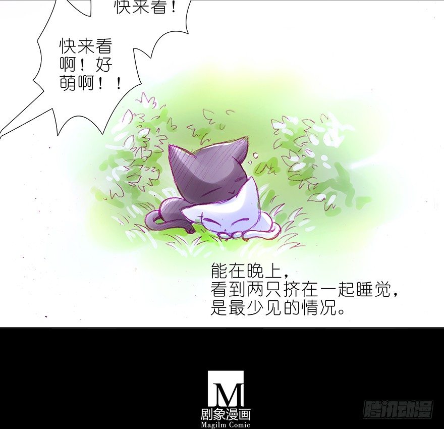 番外：忽然养只猫 六8