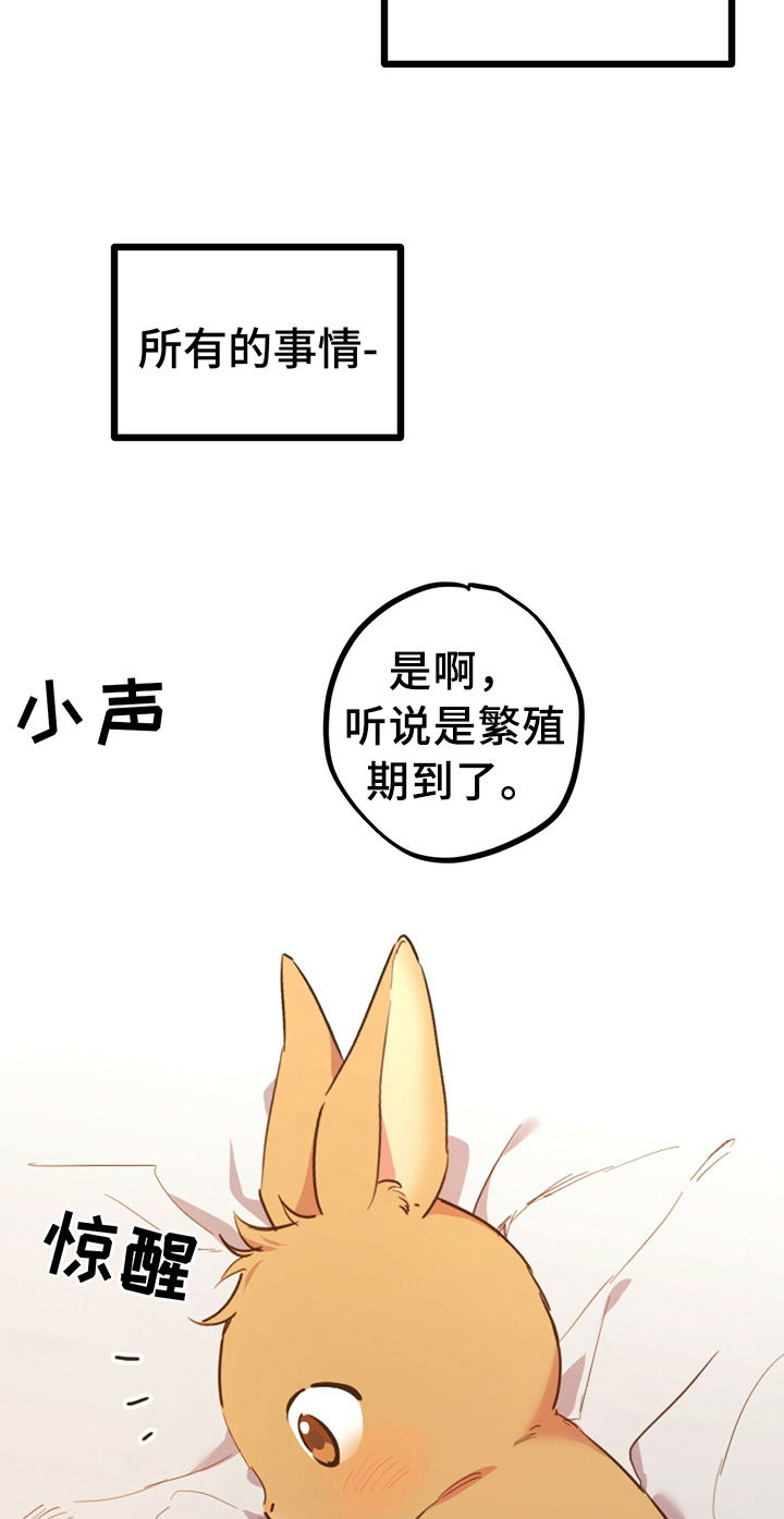 第1章：兔子11