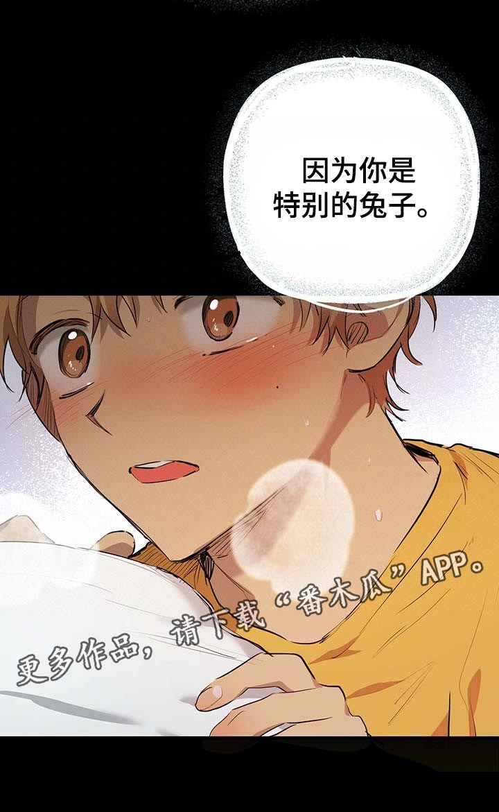 第77章：特别的兔子23