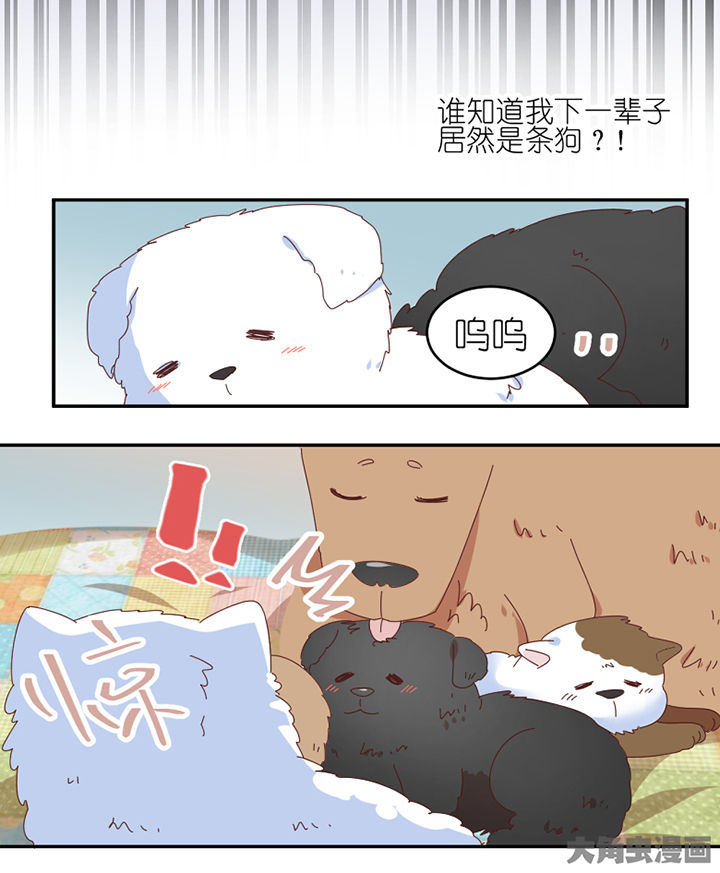 第59章：我讨厌狗11