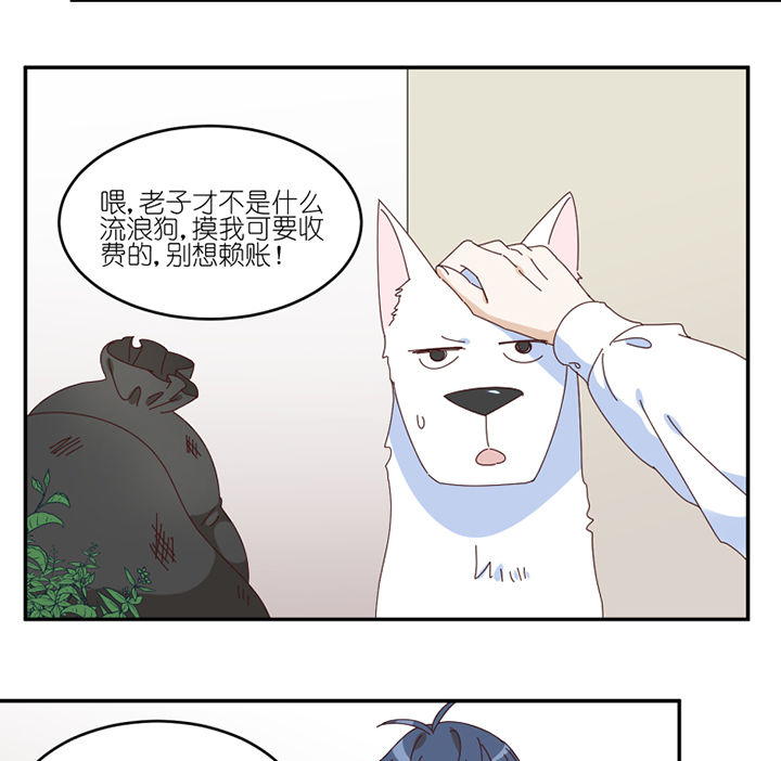 第57章：才不是流浪狗3