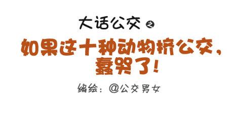 257-十种动物挤公交0