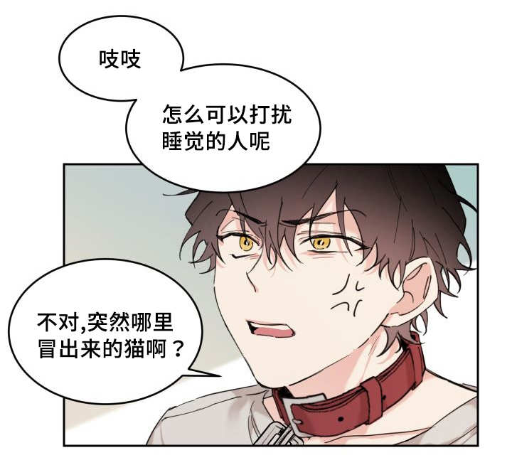 第27章：新的猫咪13