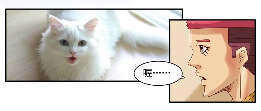 904 养猫7
