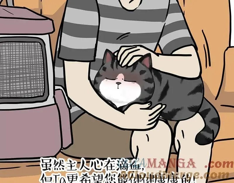 第456话 猫猫的年终总结8