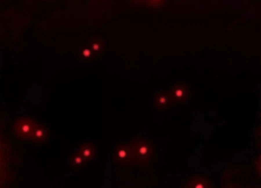 第二十一话：神秘女子33